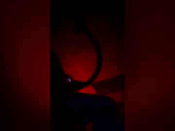antlixsclit
