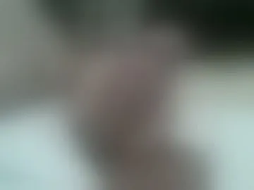 htx_bear2