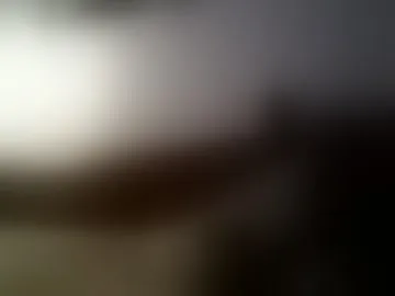 kittenkatch