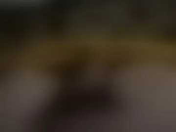 puccciaccios